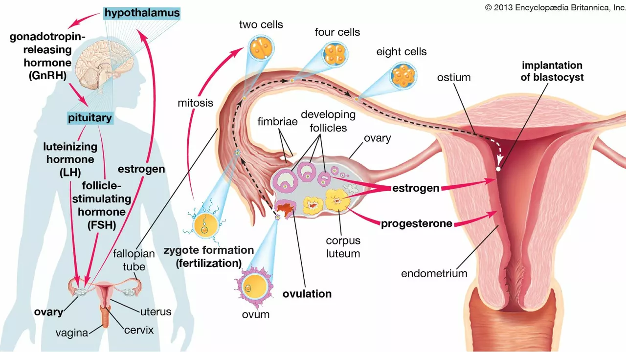 Bloating and Hormones: The Role of Estrogen and Progesterone